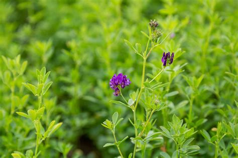 When To Plant Alfalfa Citizenside