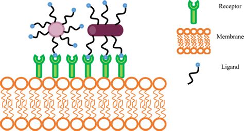 Graphical Representation Shows A Comparison Of Nanocarrier Shape And