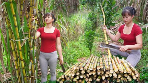 Harvesting Sugar Cane And Vegetables Go To Market Sell Free Bushcraft