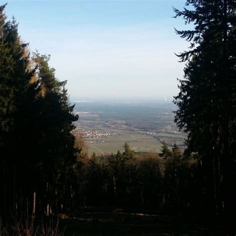 Wandern Pfälzer Rundwanderung mit Einkehr Weinbiet Tour 154089