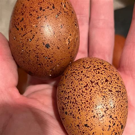 Speckled Black Copper Marans Eggs Burberry Homestead