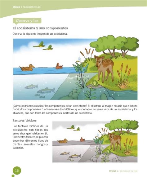 Ecosistema Qué Es Concepto Tipos Componentes Y Ejemplos EBB