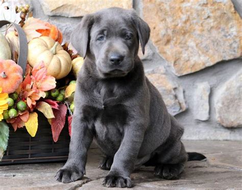 Labrador Retriever Charcoal