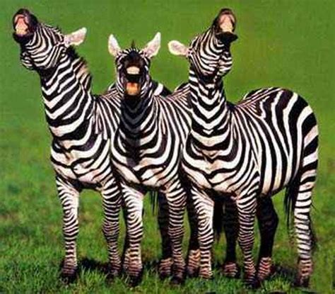 Laughing Zebras 25 Pics