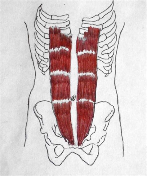 Rectus Abdominis Muscle Anatomy