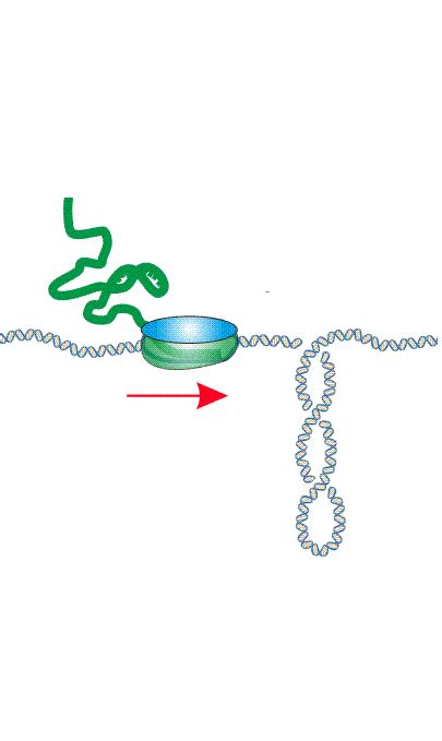 DNA supercoiling - Cees Dekker Lab