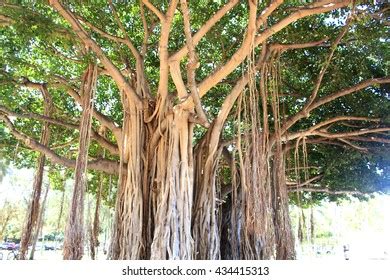 Banyan Tree Waikiki Beach Hawaii Stock Photo 434415313 | Shutterstock