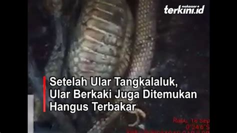 Setelah Ular Tangkalaluk Ular Berkaki Juga Ditemukan Hangus Terbakar