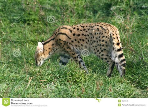 Serval Wildcat Africano Foto De Stock Imagem De Poderoso