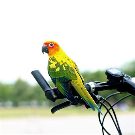 Parakeets - Ultimate Guide For The Smallest Parrots