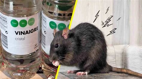 Comment Loigner Les Rats De La Maison Une Fois Pour Toute Astuces