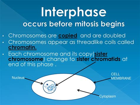 Asexual Reproduction Mitosis - ppt download