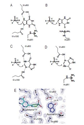 Two Hydroxylation Models Of Xanthine Hydroxylation A Proposed Model