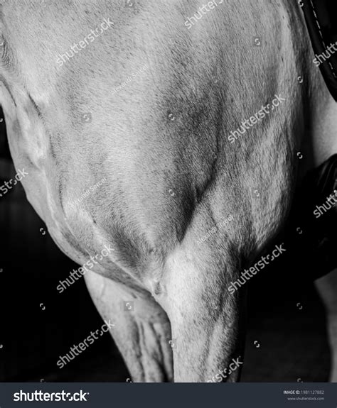 Horse Leg Muscles Portrait Stock Photo 1981127882 | Shutterstock