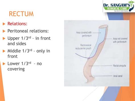 Anatomy Of Rectum And Anal Canal Ppt