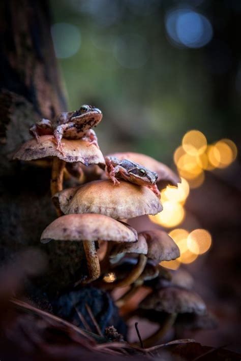 Pin van J. P. op FROGS PONDS & SONG | Dieren, Natuur kunst, Kunstfotografie