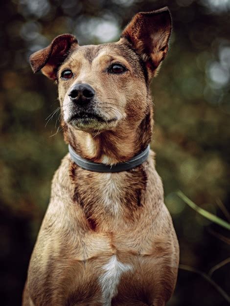 Un Perro Con Un Collar Que Dice Perro Foto Premium