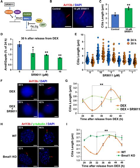 Circadian Oscillation In Primary Cilium Length By Clock Genes Regulates