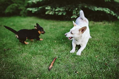 無料若い動物の写真 | Piqsels
