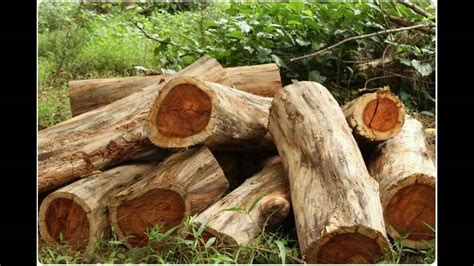 10 Best Timber Tree Varieties In India