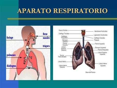 Fisiologia Respiratoria