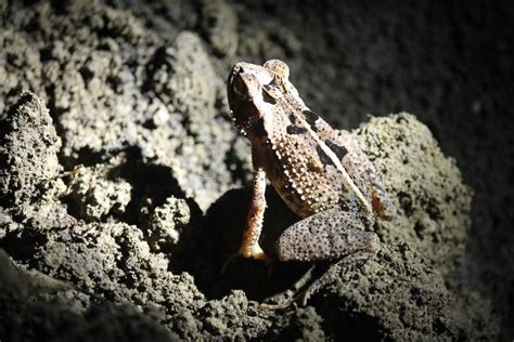 La Fortuna Paseo Nocturno Por La Selva Del Arenal Getyourguide