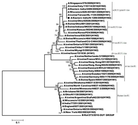 Phylogenetic Comparison Based On Nucleotide Sequence Of HA Gene With