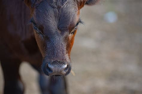 Close-up of a Brown Cow Calf · Free Stock Photo