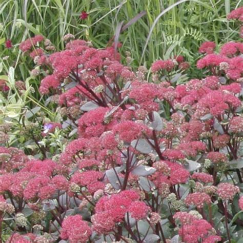 Sedum Red Cauli Orpin rouge Vivace à magnifiques fleurs carmin