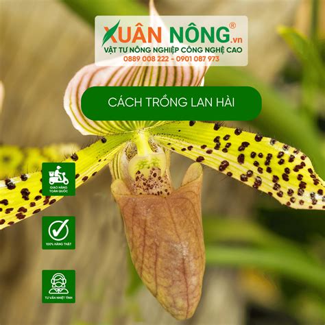 Cách trồng lan hài năng suất cao 