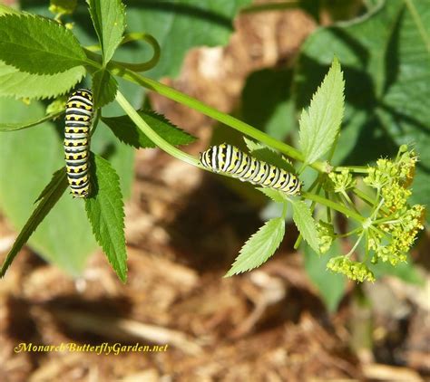 How To Raise Eastern Black Swallowtails Butterfly Life Cycle Photos Artofit