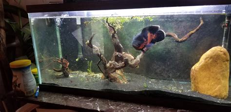 My friends aquarium. : r/shittyaquariums