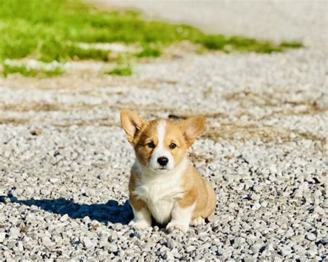 Corgi Puppies for Sale - ZC Farms