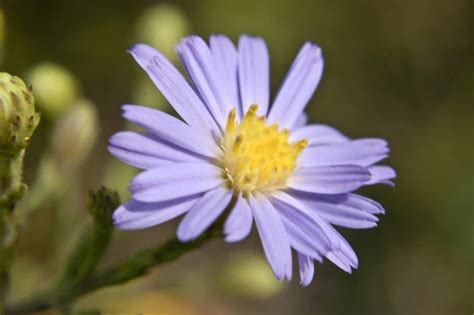 Sky Blue Aster Info: Sky Blue Aster Care And Growing Tips | Gardening Know How