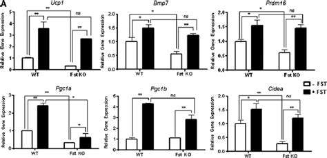 Analysis Of Key Bat Related Genes And Proteins In Wt And Fst Ko Mef