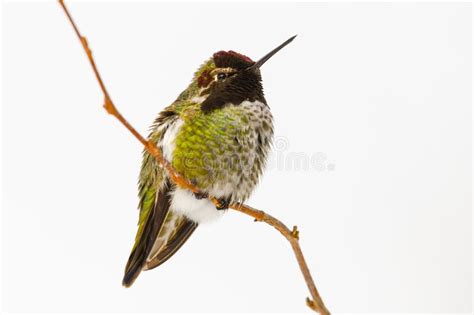 Anna S Hummingbird Perched On A Thin Branch In Winter Stock Photo