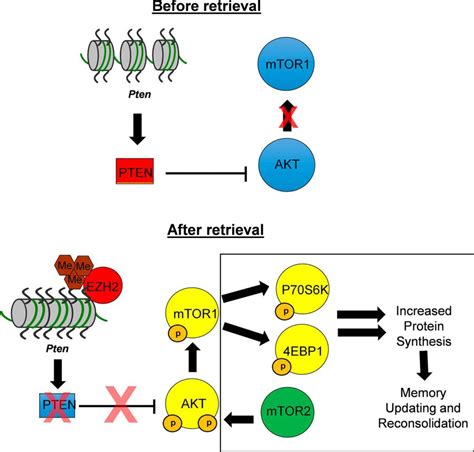 EZH2 Methyltransferase Activity Controls Pten Expression And MTOR