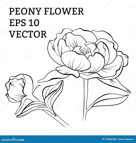 Hand Drawn Peony Flower In Vector Stock Vector Illustration Of