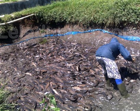 Ikan Lele Masamo Berkualitas Tinggi Yang Siap Panen Bulan Lebih Cepat