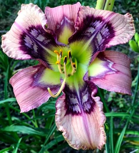 Daylily Hemerocallis Small World Shock Wave In The Daylilies