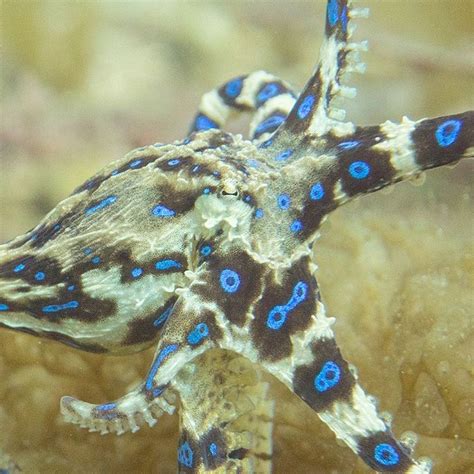 The Ocean The Southern Blue Ringed Octopus Hapalochlaena