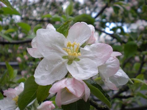 Free Images Nature Branch Blossom Flower Petal Botany Pink