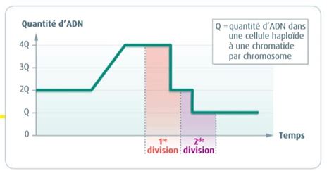 schéma de l adn svt