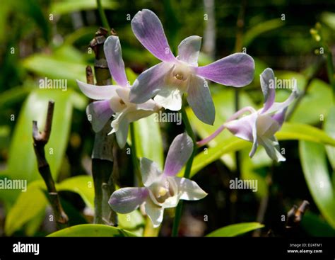 Papua Neuguinea Orchidee Fotos Und Bildmaterial In Hoher Aufl Sung