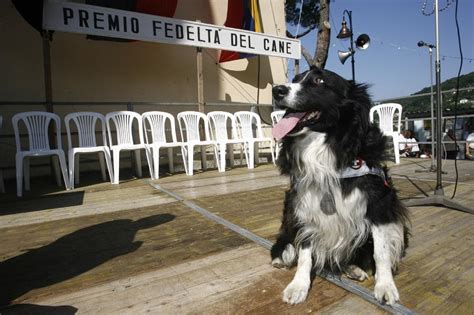 Bologna Cane Azzanna Donna All Orecchio E Le Strappa Un Lobo