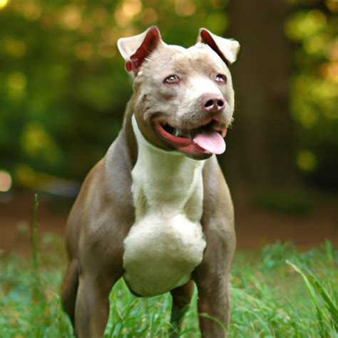 Mini Pitbull Dogs: Understanding Their Unique Traits and Care