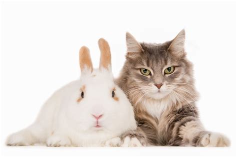 Premium Photo Rabbit And Cat Together