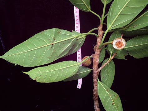 Ficus Moraceae Image At Phytoimages Siu Edu