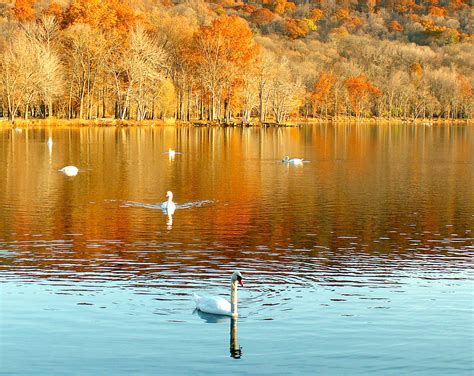 Wallpaper Autumn Orange Lake Reflection Bird Fall Swan Seasons