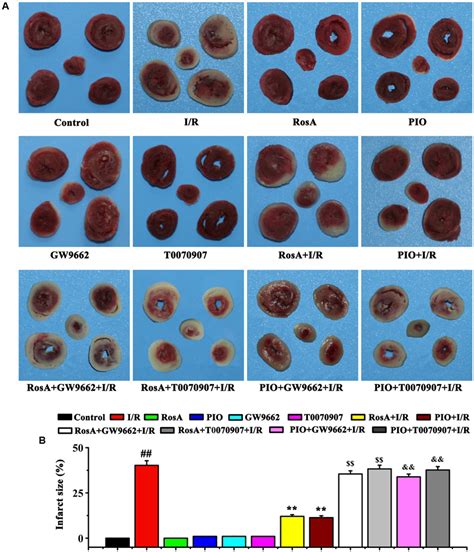 Frontiers Rosmarinic Acid Protects Against Inflammation And